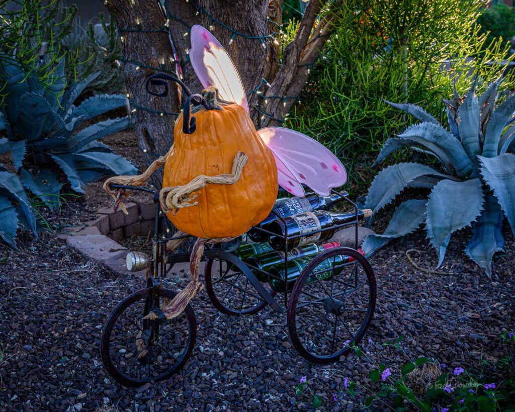 2019 10 24 Pumpkin Garden 4923 Web