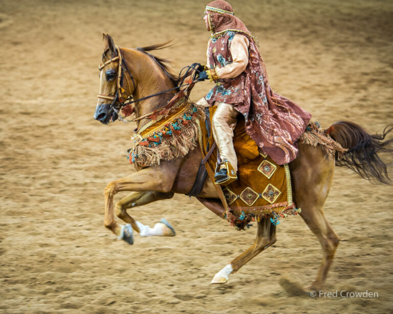 2016 02 13 Scottsdale Arabians 4027_ Big
