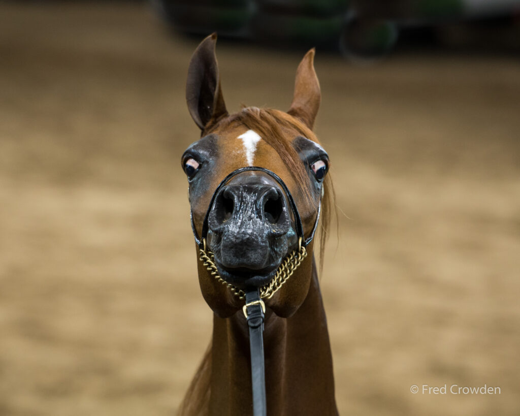 2017 09 28 Breeders Cup 9544 Big