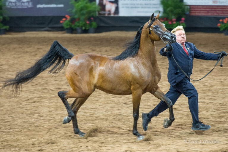 2017 09 28 Breeders Cup 9645 Big