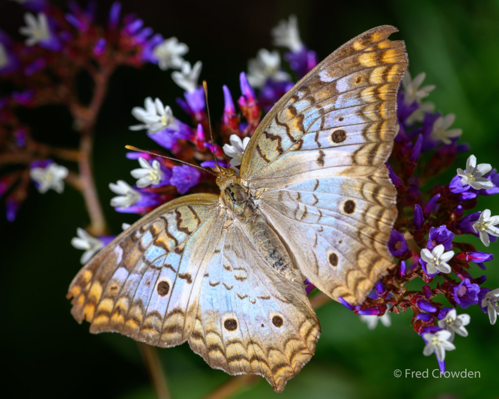 2019 04 17 DBG Butterflies 9703 Big