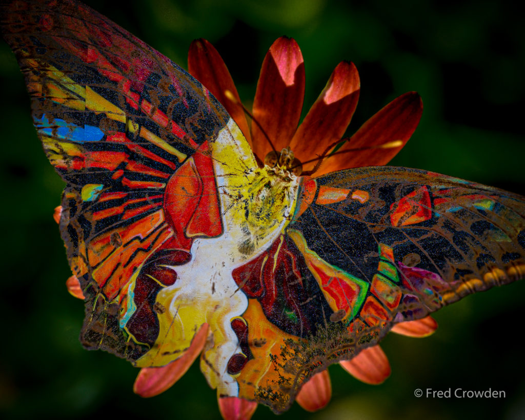 Butterfly on Seese Big